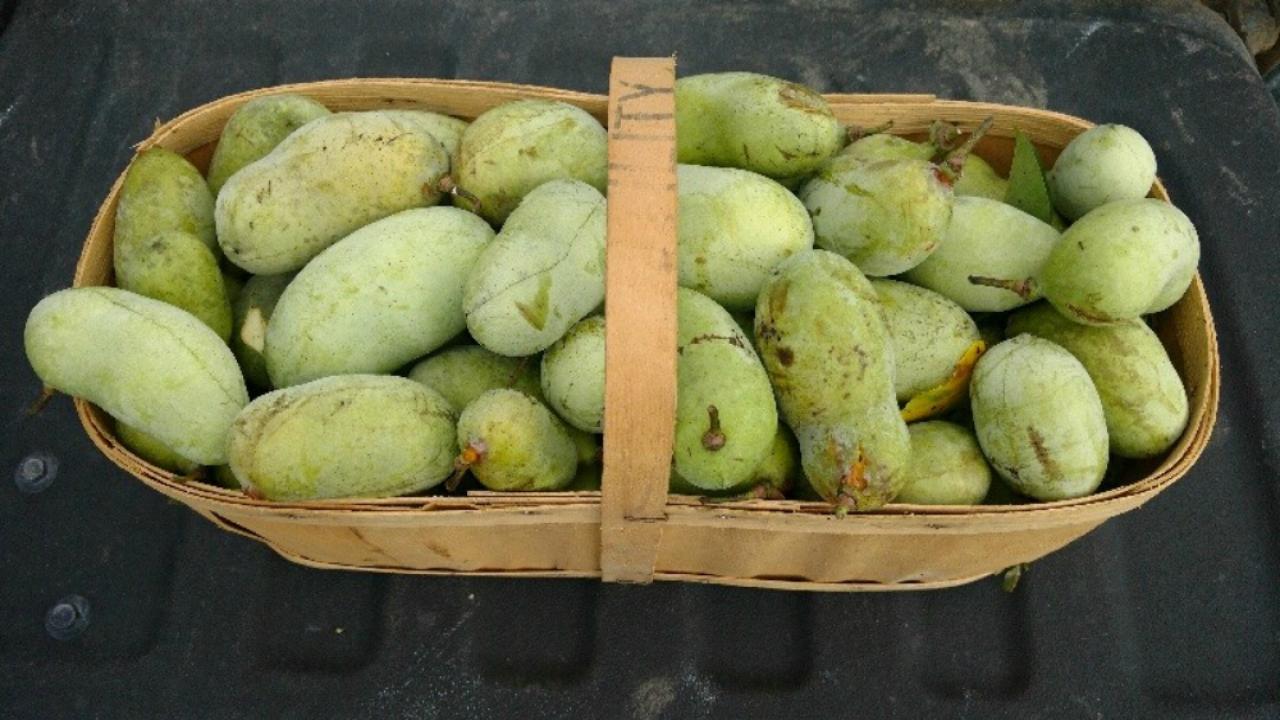 Why an Ontario naturalist wants to Make Pawpaws Great Again | TVO.org